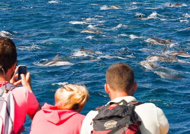 Viendo delfines en grupo